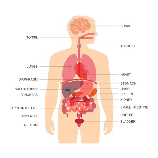 Anatomia del corpo umano — Vettoriale Stock