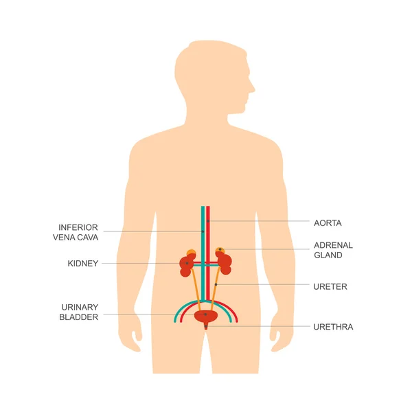 Anatomía del sistema urinario — Vector de stock