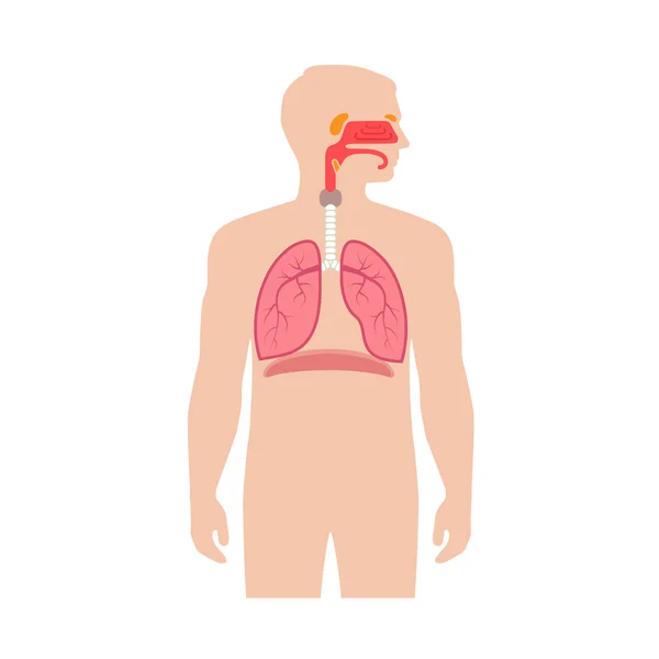 Sistema respiratorio — Vettoriale Stock