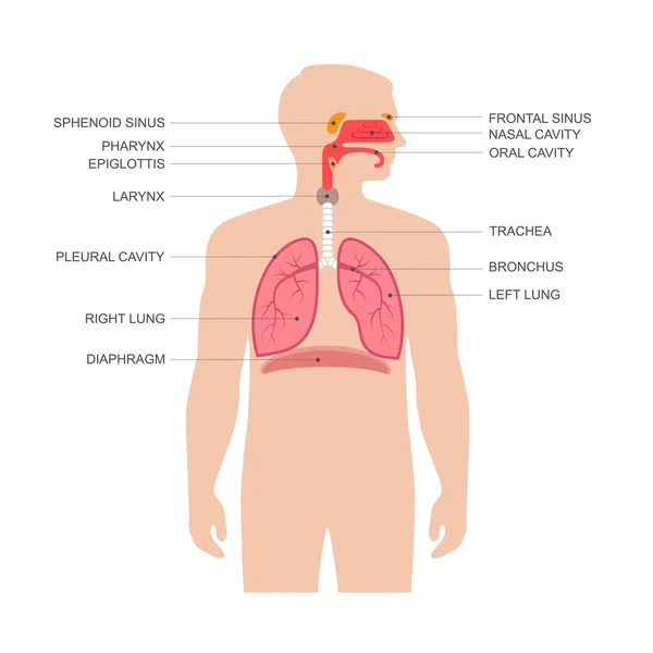 Respiratory system — Stock Vector