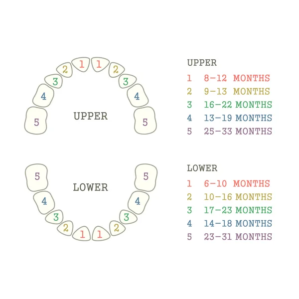 Gráfico dentário , —  Vetores de Stock