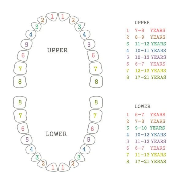 1 999 Tooth Chart Vector Images Tooth Chart Illustrations Depositphotos