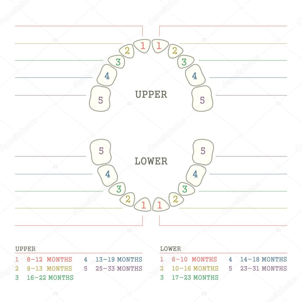 tooth chart,