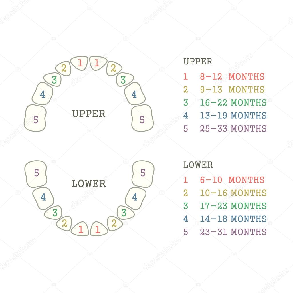 Tooth Number Diagram Chart