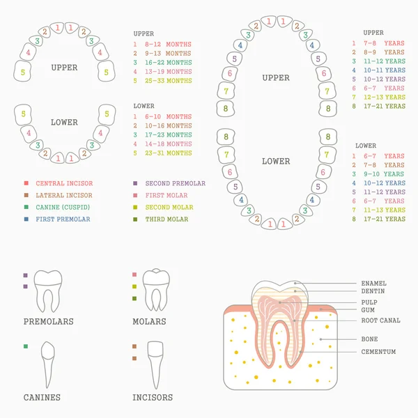 Zahnanatomie-Diagramm, — Stockvektor