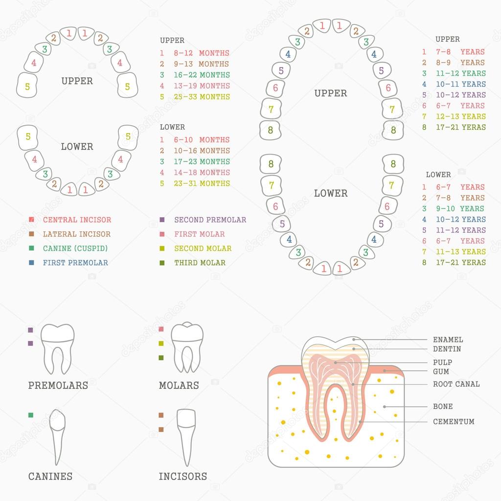 Tooth anatomy chart,