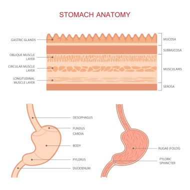 human stomach anatomy, clipart