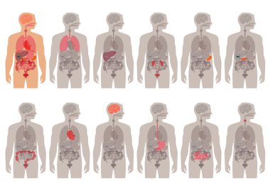 İnsan vücudu anatomisi