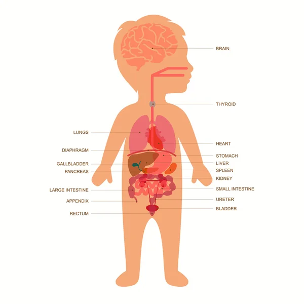 Menschliche Körperanatomie, Kind — Stockvektor