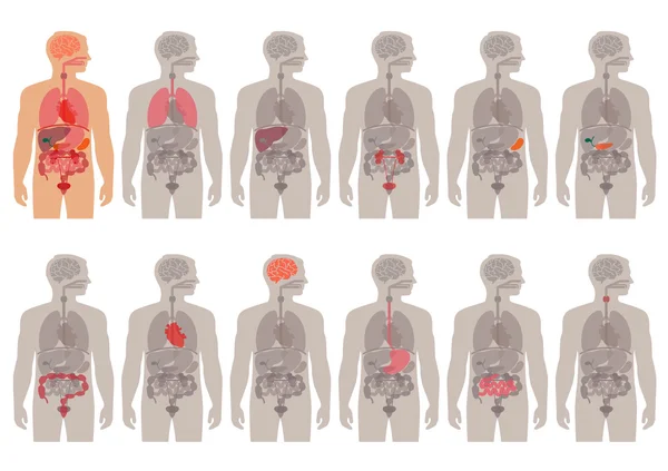 Anatomía del cuerpo humano — Archivo Imágenes Vectoriales