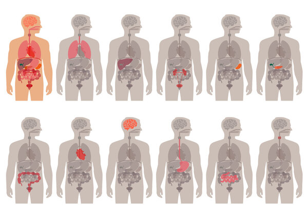 анатомия человеческого тела
