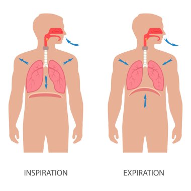respiratory system clipart