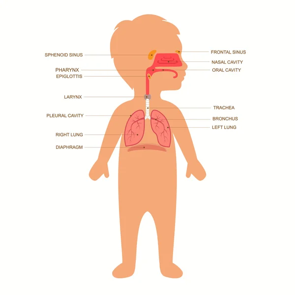 Sistema respiratorio — Vettoriale Stock