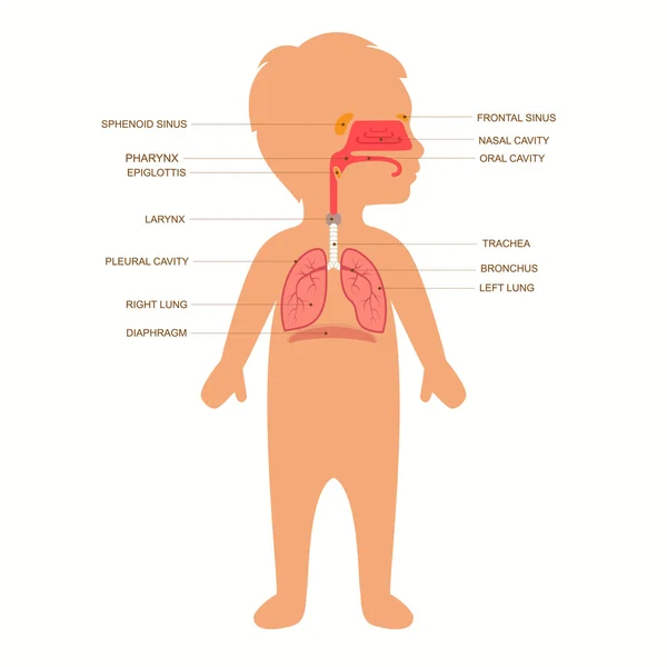 Ademhalingssysteem — Stockvector