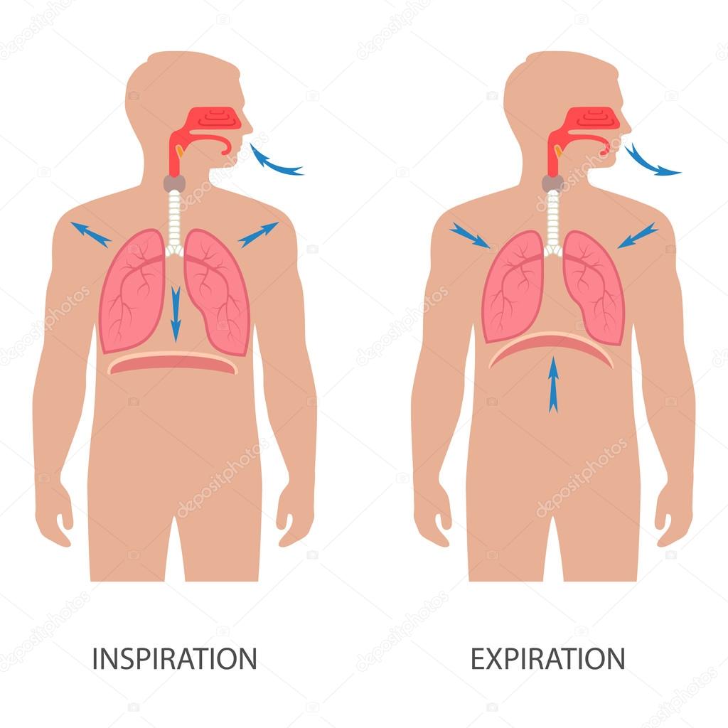 Respiratory System Stock Vector Eveleen 79025918 respiratory-system-stock-vector-eveleen-79025918