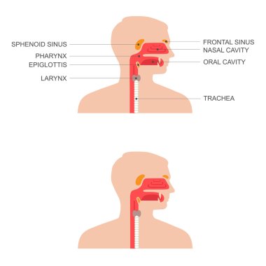 nose, throat anatomy, clipart