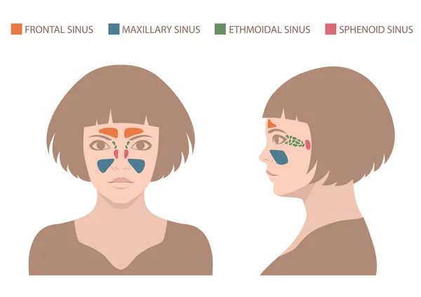 Anatomie des sinus, système respiratoire humain — Image vectorielle