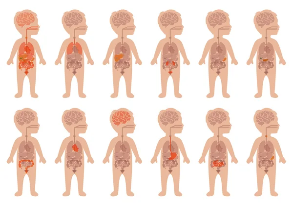 insan organları, çocuk anatomisi