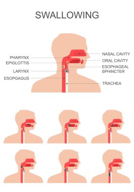 swallowing process, nose throat anatomy, clipart