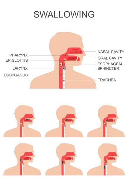 Processo de deglutição, anatomia da garganta nasal , — Vetor de Stock