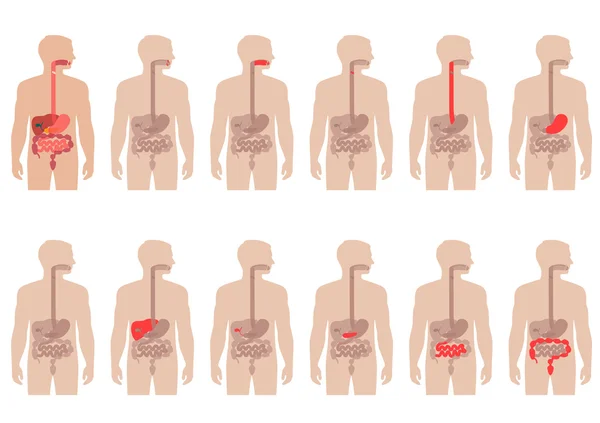 Anatomia humana sistema digestivo —  Vetores de Stock