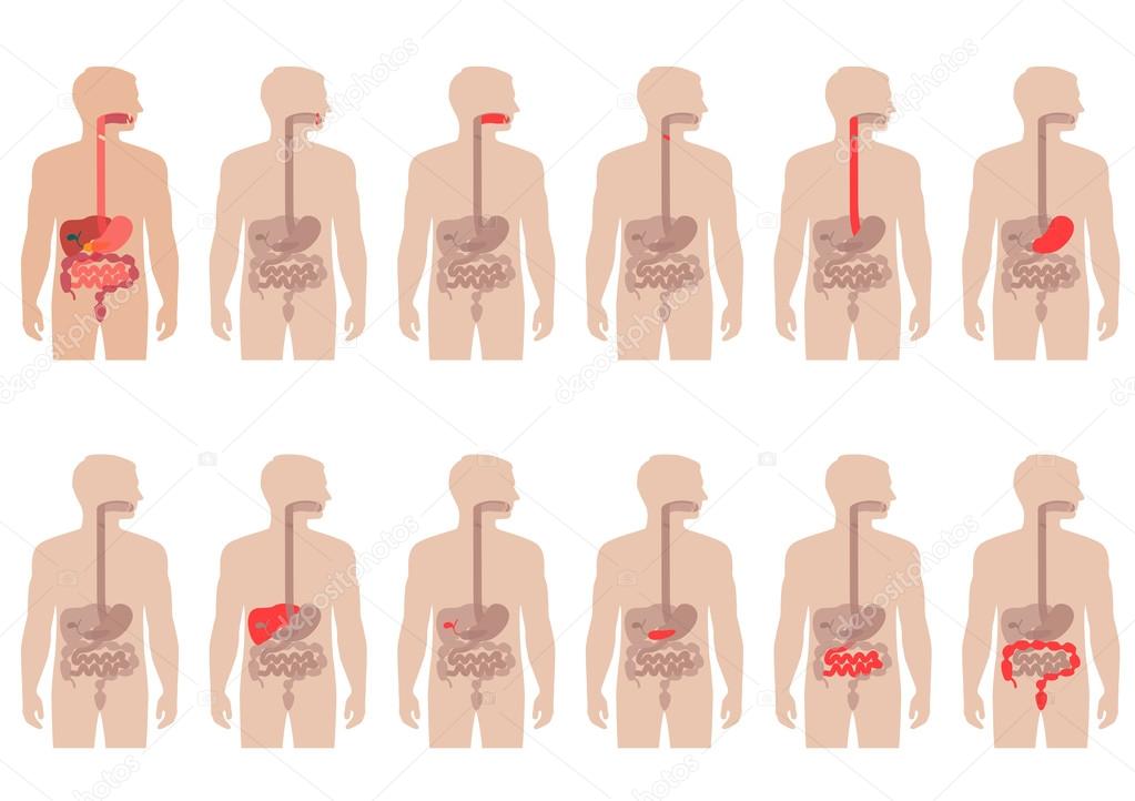 human anatomy digestive system
