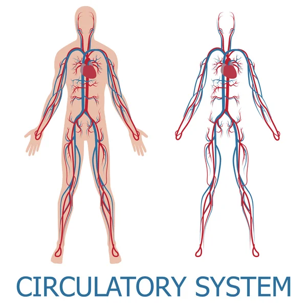 Sistema circulatorio humano — Archivo Imágenes Vectoriales