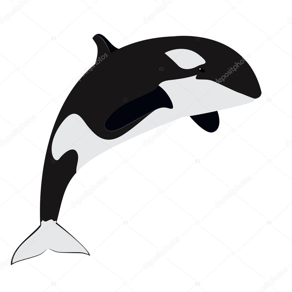Orca - killer whale vector illustration. great as logo element