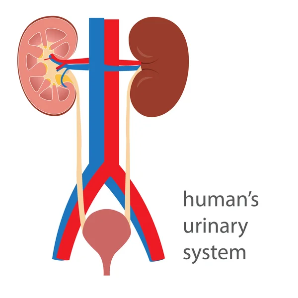 Sistema urinario humano — Archivo Imágenes Vectoriales