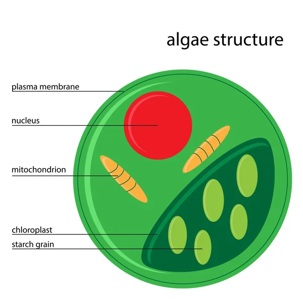 Vektor algák szerkezete — Stock Vector