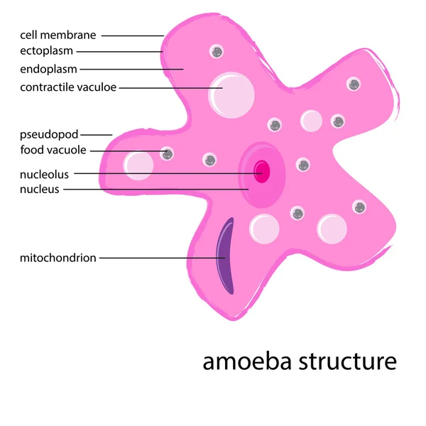 Struttura dell'ameba — Vettoriale Stock