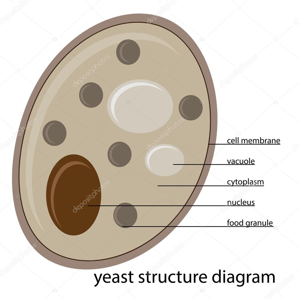 Yeast structure