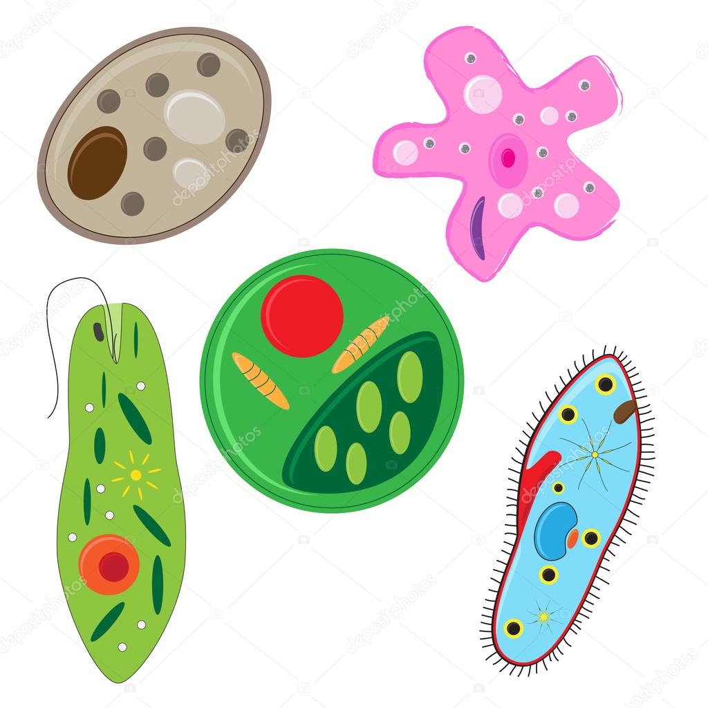 Vector unicellulars set