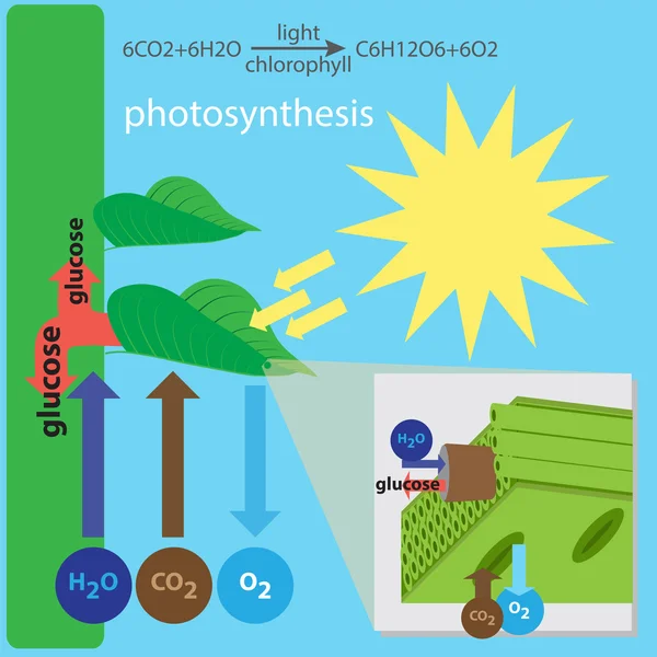 Photosynthese-Prozess — Stockvektor