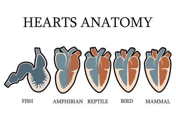脊椎动物的心脏解剖结构的比较 — 图库矢量图片