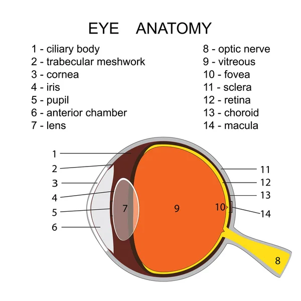 Anatomia dos olhos humanos —  Vetores de Stock