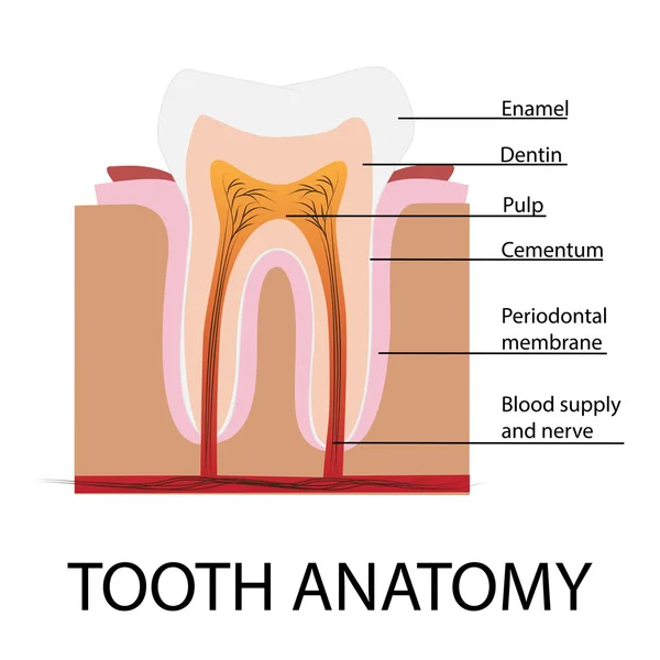 Anatomía del diente vectorial — Vector de stock