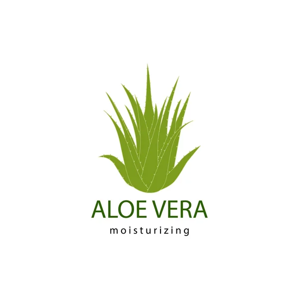 Aloë vera-plant — Stockvector