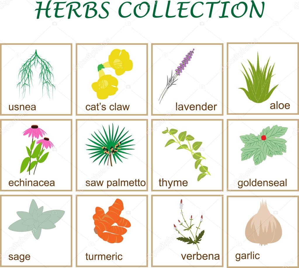 herbs collection