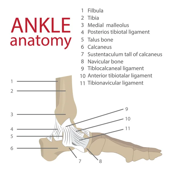 踝关节解剖 — 图库矢量图片