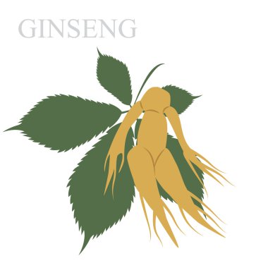 Ginseng illüstrasyon. vektör biçimi