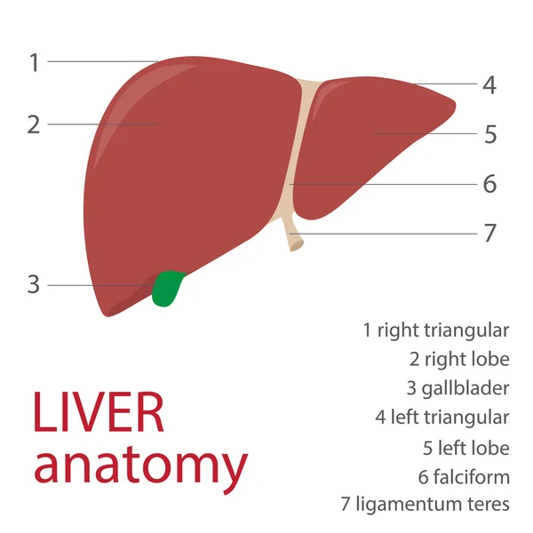 Hígado humano — Vector de stock