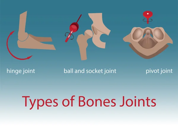 Knochengelenke — Stockvektor