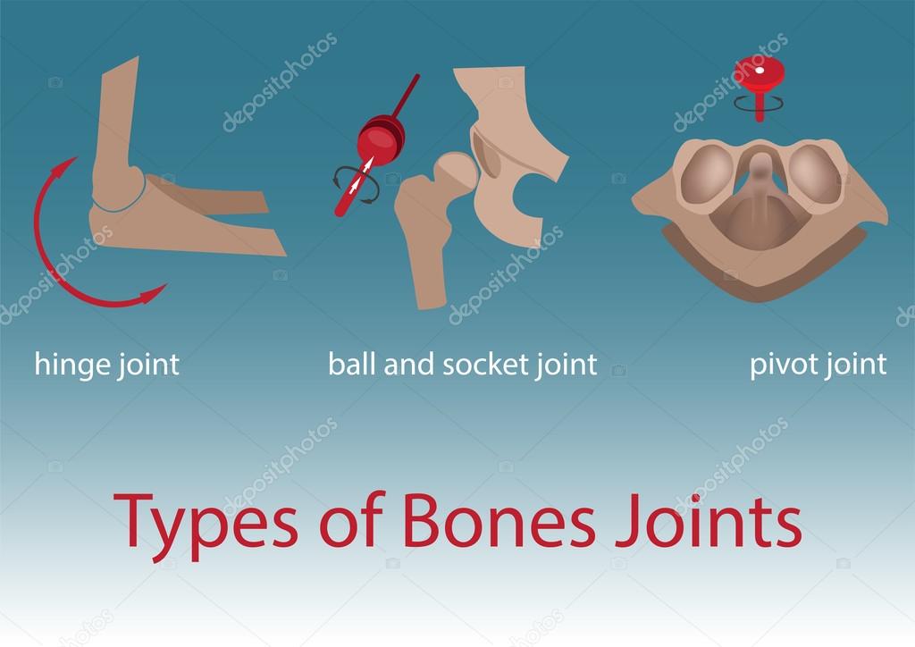 bones joints