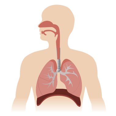 respiratory system clipart