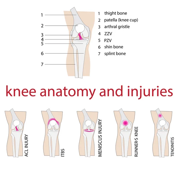 Anatomía de rodilla — Archivo Imágenes Vectoriales