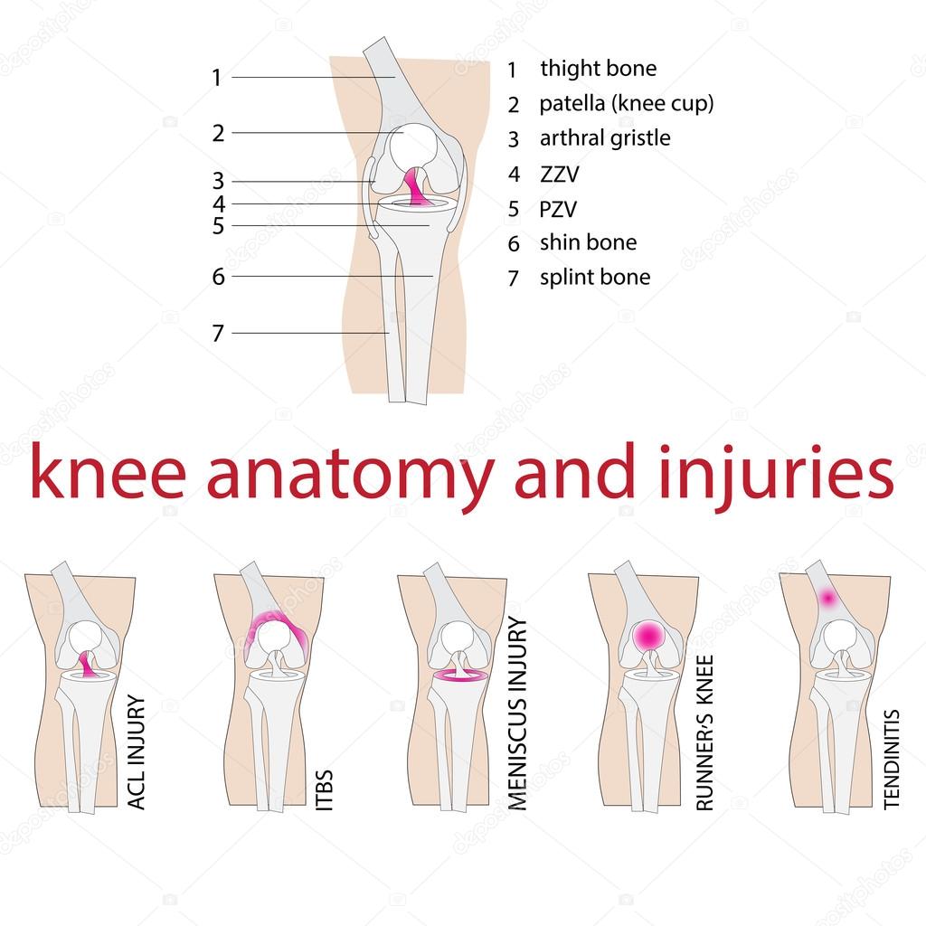 knee anatomy