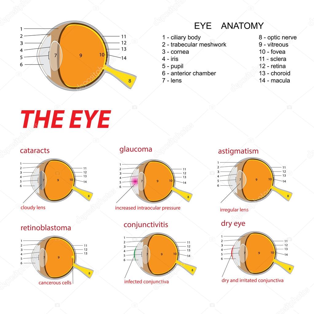 the human eye