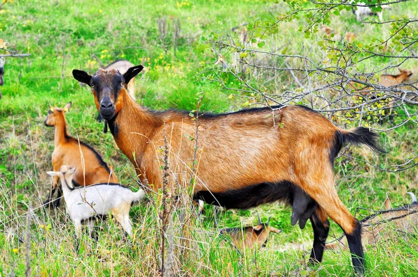 Hnědá Alpská Koza Zvonovitou Trávou Hejna Alpských Koz Pastvinách — Stock fotografie