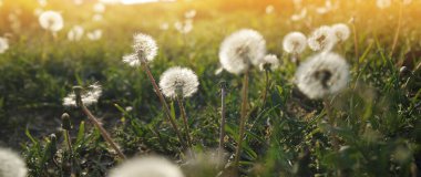 Gün batımında karahindiba ile çayır.
